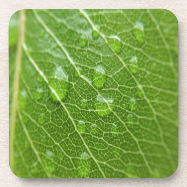Posavasos Leaf verde (Frente)