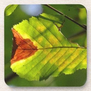 Posavasos Leaf verde otoño
