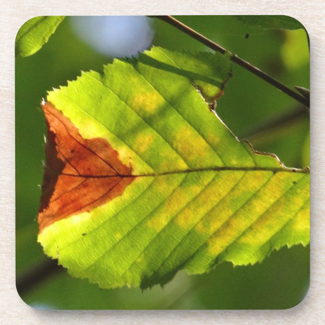 Posavasos Leaf verde otoño (Frente)