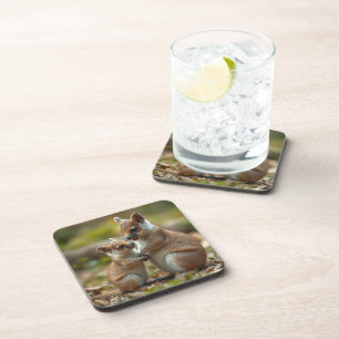 Posavasos Lecciones De Vida De Mama Y Baby Quokka,