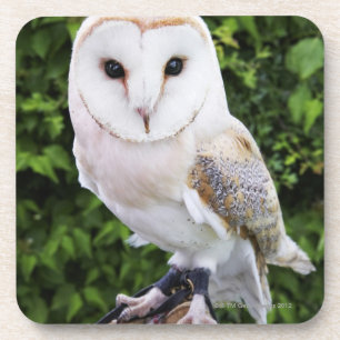 Posavasos Lechuza común (Tyto Alba) en guante