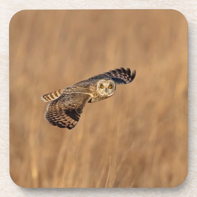 Posavasos Lechuza de orejas cortas en vuelo en los pastizale (Frente)