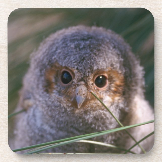 Posavasos Lechuza Flammulada Bebé (Frente)