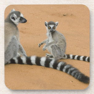 Posavasos Lémures de cola anillada, (Lemur catta), Berenty