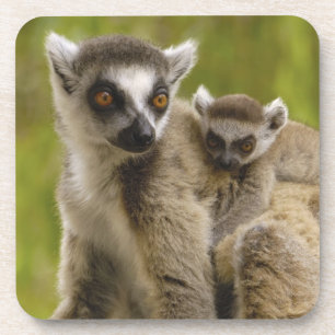 Posavasos Lemures (Lemur catta) Madre y bebé.