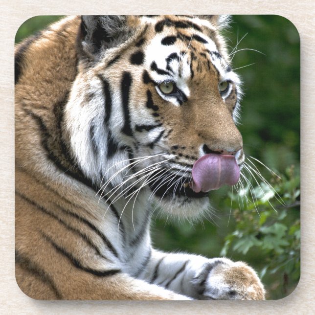 Posavasos Lengua tigre (Frente)