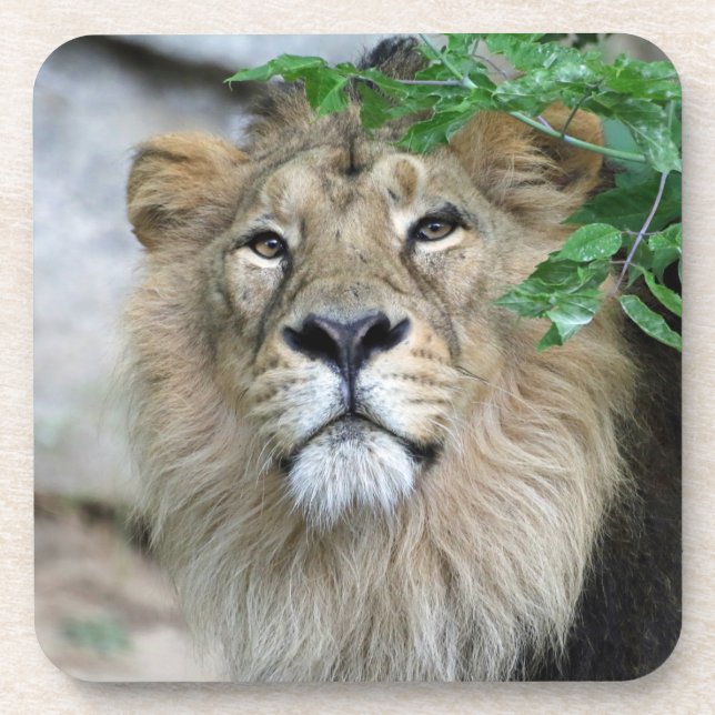 Posavasos León 002 (Frente)