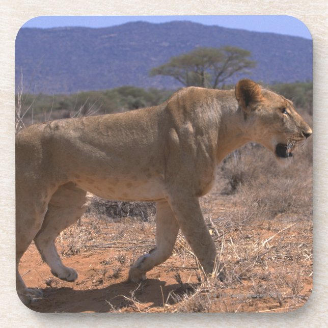 Posavasos León 3 (Frente)