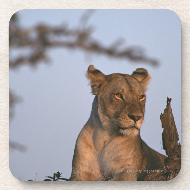 Posavasos León 4 (Frente)