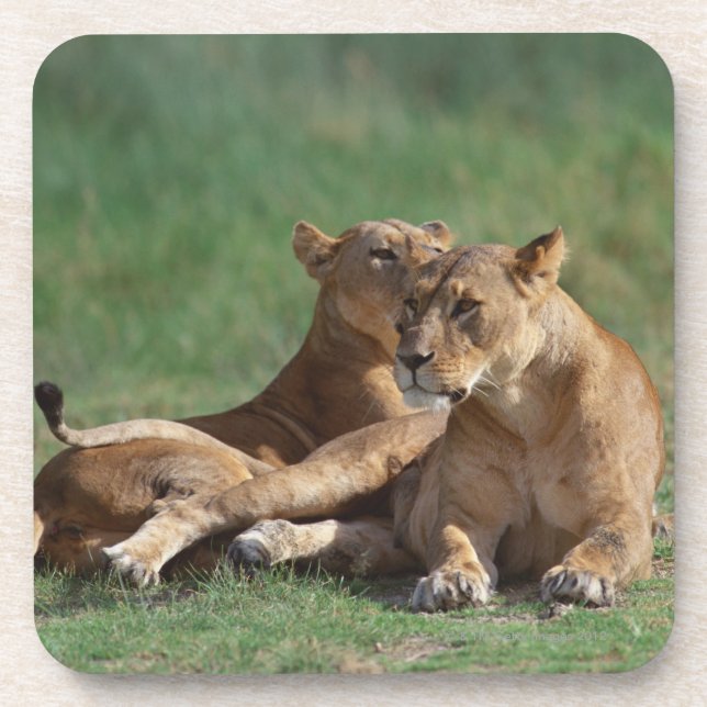 Posavasos León 5 (Frente)