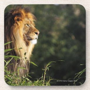 Posavasos León africano masculino en el parque zoológico e