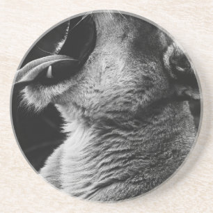 Posavasos león bostezoso