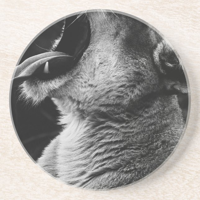 Posavasos león bostezoso (Frente)