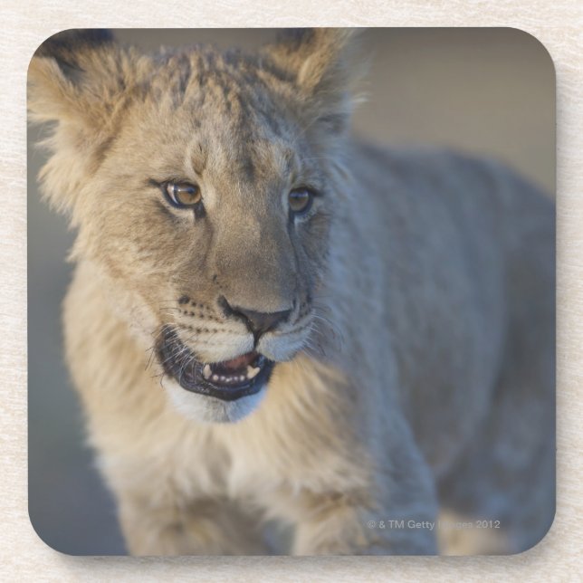 Posavasos León Cub (Panthera Leo) el | Namibia (Frente)