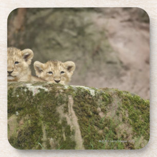 Posavasos León Cubs que mira a escondidas sobre roca