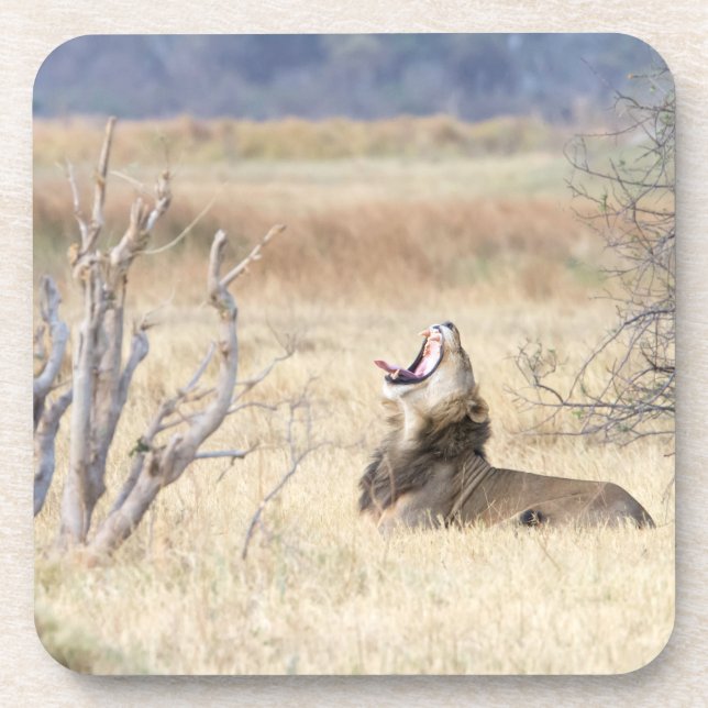 Posavasos León de Yawning (Frente)