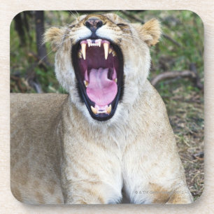 Posavasos León femenino (Panthera leo), nacional de Mara de