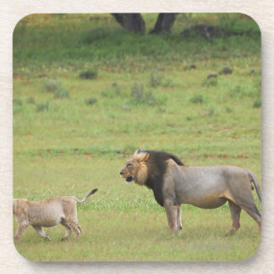 Posavasos león masculino con el cachorro, Panthera leo,