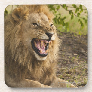Posavasos León masculino que gruñe (Panthera leo), Okavang