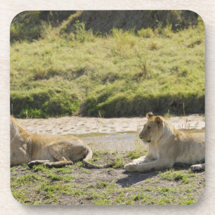 Posavasos león (Panthera leo), dos leona joven, Masai