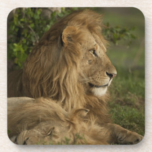 Posavasos León, Panthera leo, Lower Mara, Masai Mara GR,
