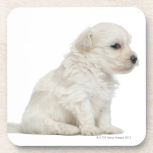 Posavasos León pequeno de chien o pequeño perrito del perr