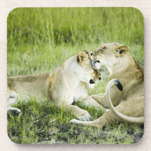 Posavasos León y leona, África 2