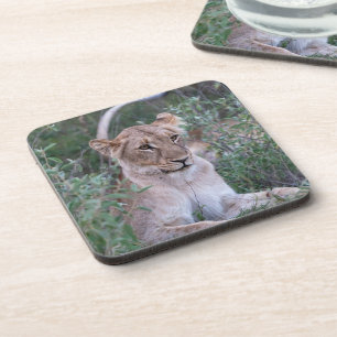 Posavasos Leona en Reposo – Arte de Vida Silvestre Africana