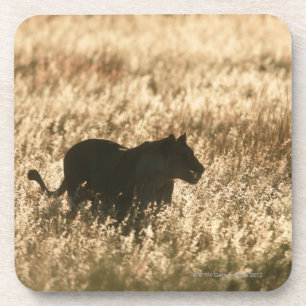 Posavasos Leona (Panthera leo) silueteada en hierba larga