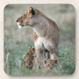 Posavasos Leona (Panthera leo) y cachorros, Masai Mara