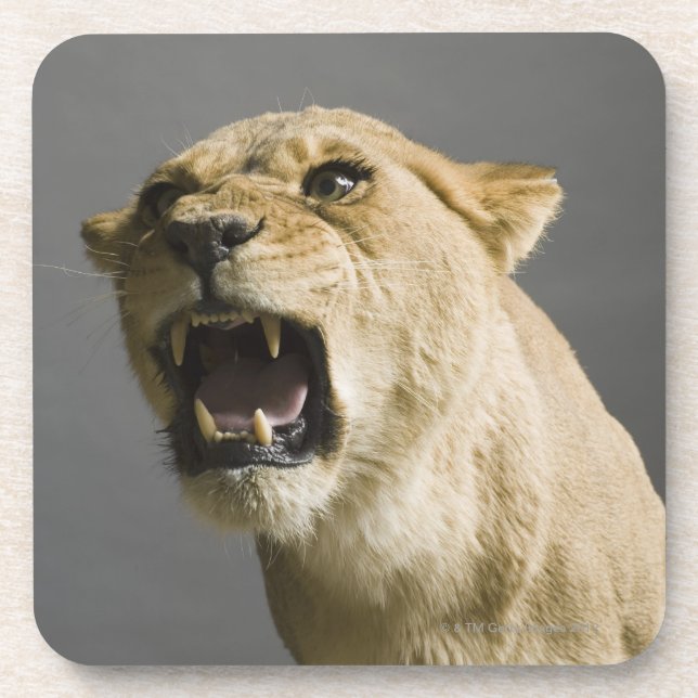 Posavasos Leona que ruge (Frente)