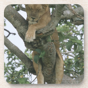 Posavasos Leona que sube del árbol (Panthera leo), reina