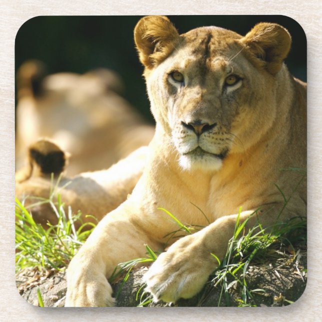 Posavasos Leones (Frente)