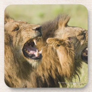 Posavasos Leones masculinos que rugen, mayor nacional de