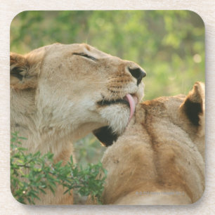 Posavasos Leones, Panthera leo que prepara, Suráfrica