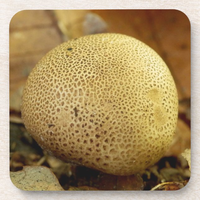 Posavasos Leopard Earthball Fungus Duras Astras Plásticas (Frente)