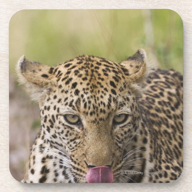 Posavasos Leopardo (Frente)