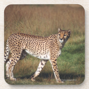 Posavasos leopardo 3
