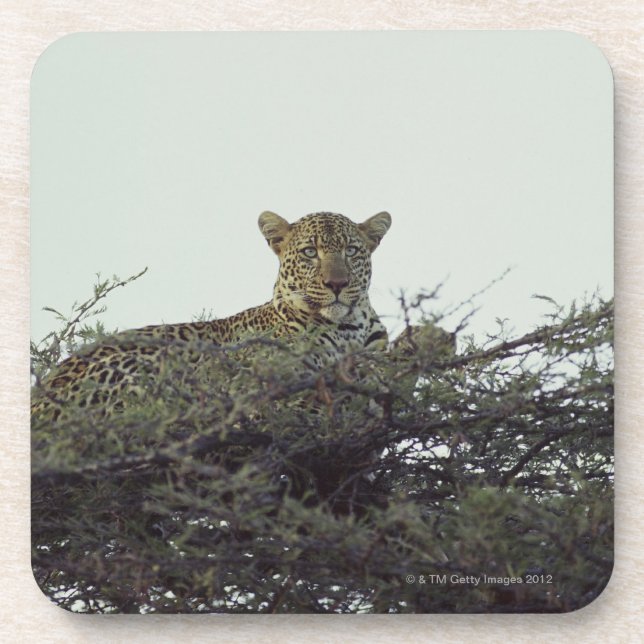 Posavasos Leopardo africano (Frente)