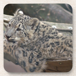 Posavasos Leopardo de la nieve