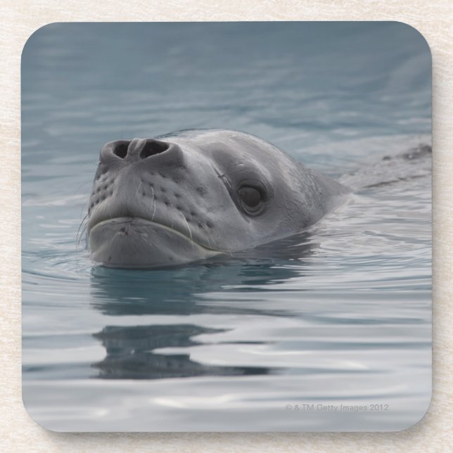 Posavasos leopardo del sello que nada (Frente)