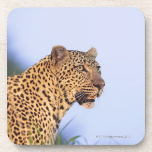 Posavasos Leopardo del varón adulto (pardus del Panthera)