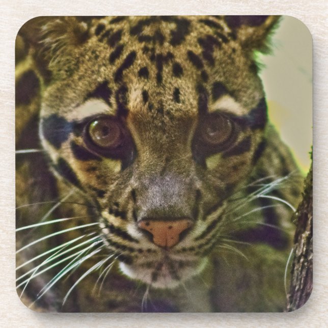 Posavasos Leopardo nublado (Frente)