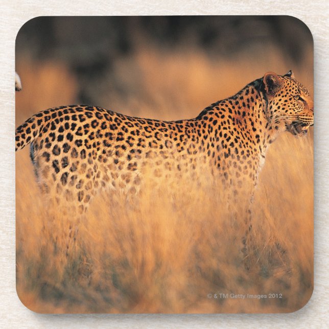 Posavasos Leopardo (pardus del Panthera) (Frente)