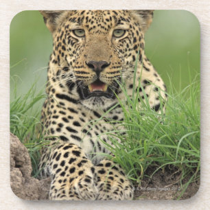 Posavasos Leopardo, pardus del Panthera, juego de Sabi Sabi
