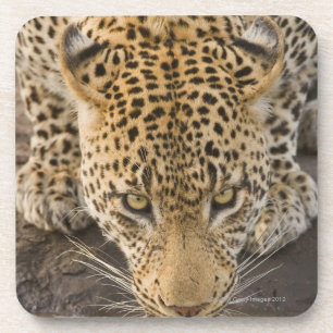 Posavasos Leopardo que bebe, mayor parque nacional de
