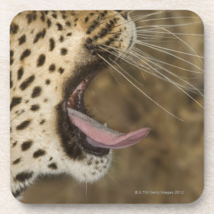 Posavasos Leopardo que bosteza, mayor parque nacional de