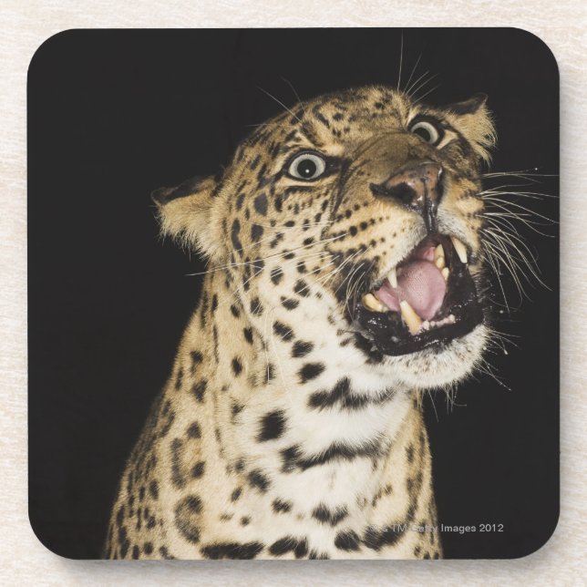 Posavasos Leopardo que ruge (Frente)