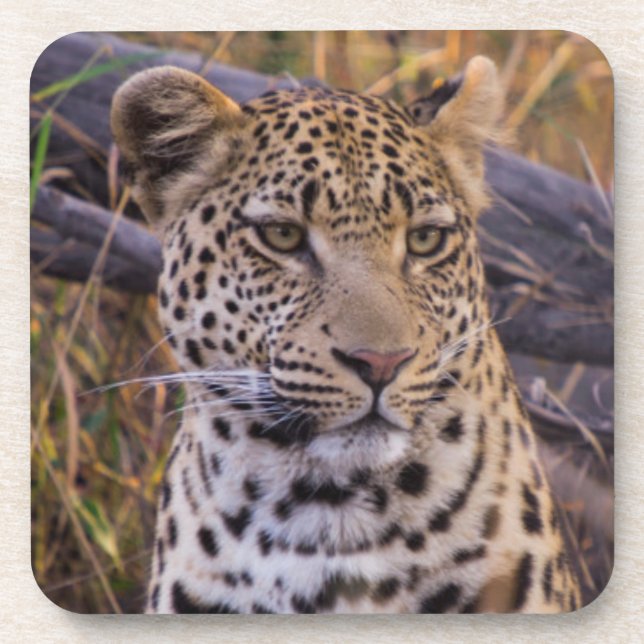 Posavasos Leopardo sentado, Botsuana, África (Frente)