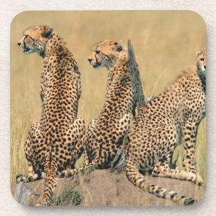 Posavasos Leopardos que miran lejos